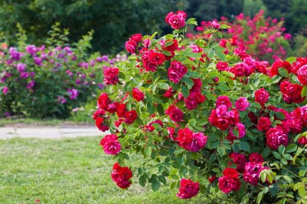 Grow your Rose Bush Pruning business