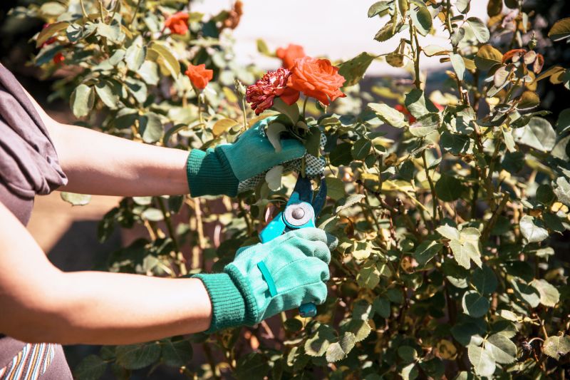 Products For Rose Bush Prunings in use